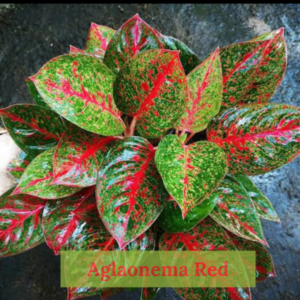 Close-up of Aglaonema Red Plant leaves showcasing its colorful accents"