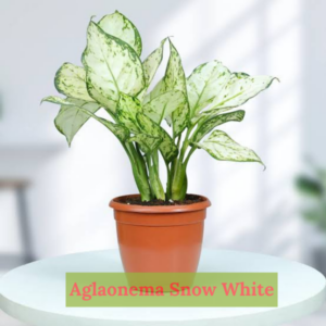 Close-up of Aglaonema Snow White foliage for elegant indoor decor