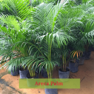 Close-up of Areca Palm Plant foliage showcasing its tropical beauty