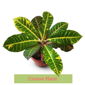 Close-up of Croton Plant foliage showcasing bold, colorful patterns