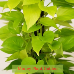 Close-up of Money Plant Golden foliage showcasing its trailing vines