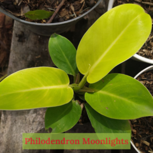 Philodendron Moonlights