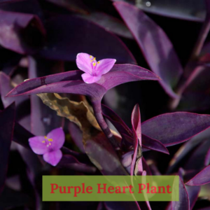 Close-up of Purple Heart Plant foliage showcasing its bold color