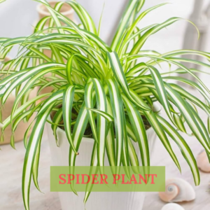 Close-up of Spider Plant foliage for elegant indoor decor