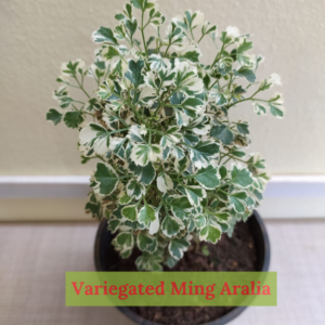 Close-up of Variegated Ming Aralia Plant foliage showcasing its delicate, elegant patterns