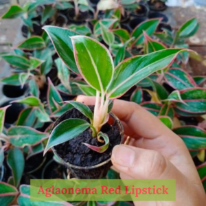 Aglaonema Red Lipstick plant with vibrant red-edged leaves in a decorative pot