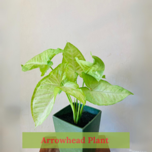 Close-up of Arrowhead Plant foliage for vibrant indoor decor