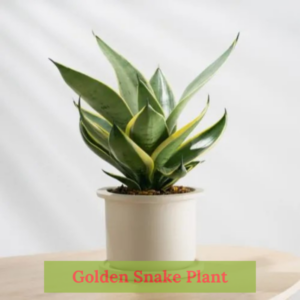 Golden Snake Plant with vibrant golden-edged leaves in a decorative pot