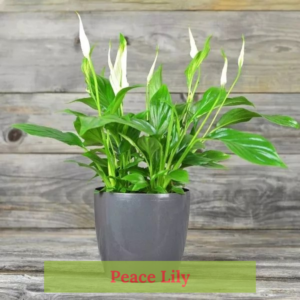 Peace Lily Plant - Elegant Indoor Air Purifier