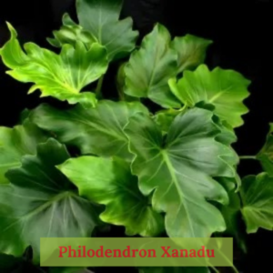 Philodendron Xanadu plant with lush, deeply lobed leaves in a decorative pot