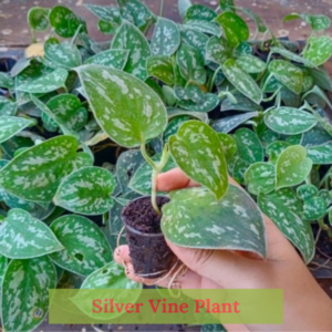 Silver Vine plant