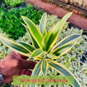 Variegated Dracaena plant with vibrant yellow and green leaves in a decorative pot